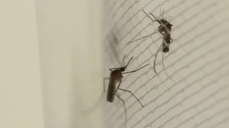 Mosquito population explodes across Metro Detroit after recent storms, floods