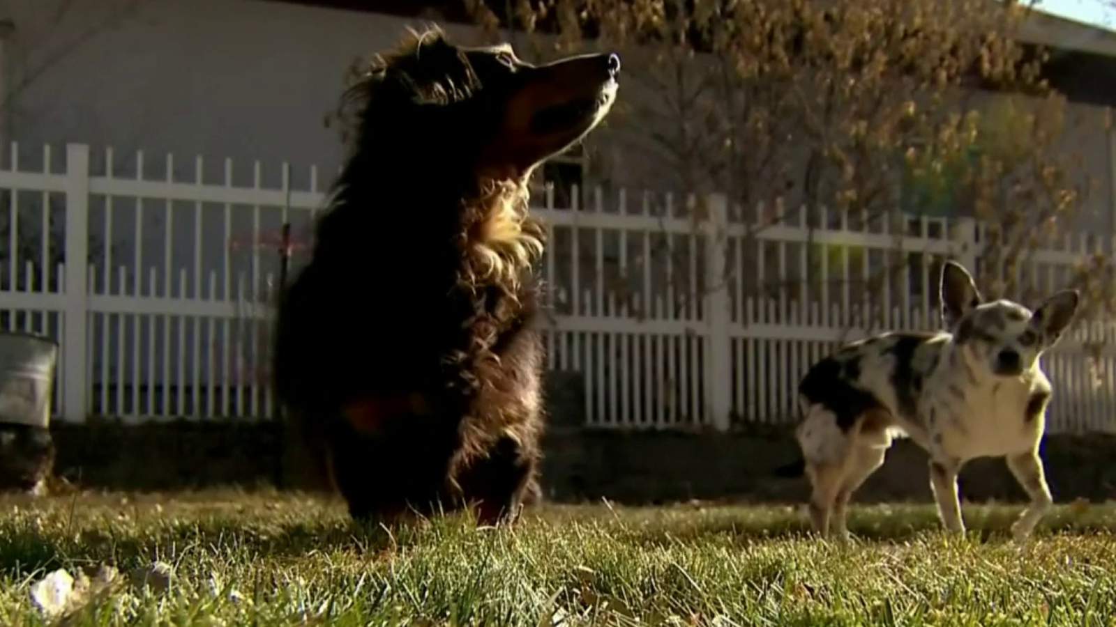 Good dog -- Dachshund saves chihuahua mix from mountain lion