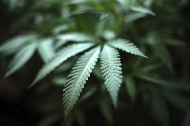 Michigan Gov. Whitmer signs marijuana legislation regulating delta-8 THC products