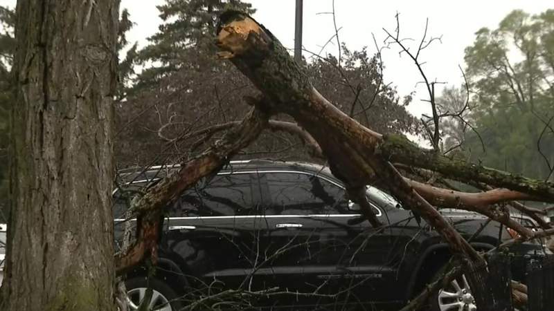 Large tree crashes down onto vehicle on Detroit’s west side