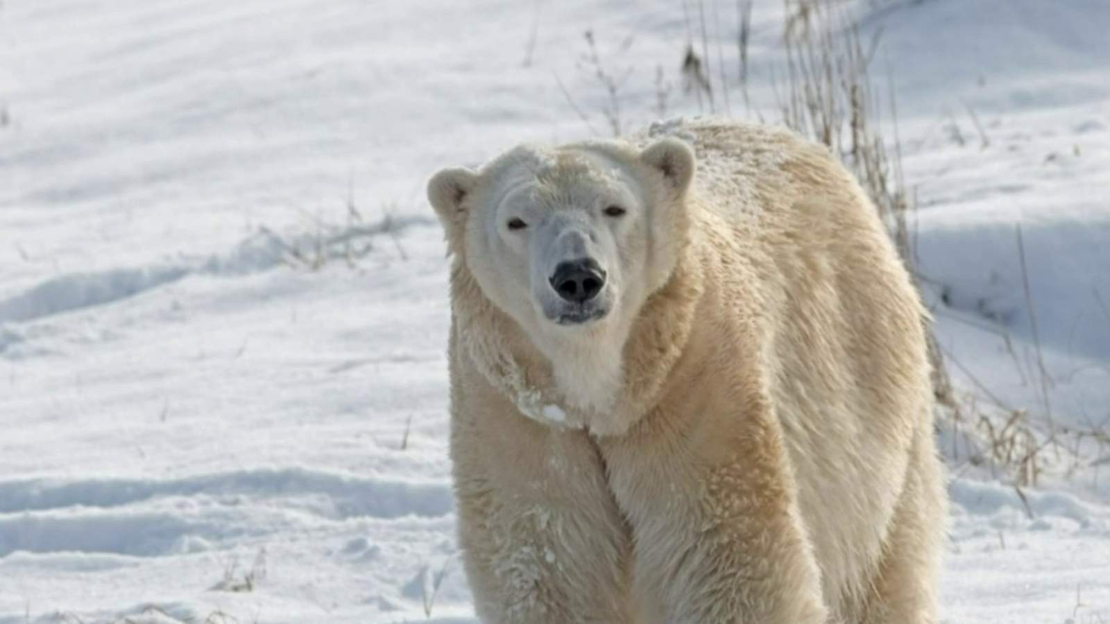 ‘I wish we understood what happened’: Detroit Zoo staff shocked after polar bear killed