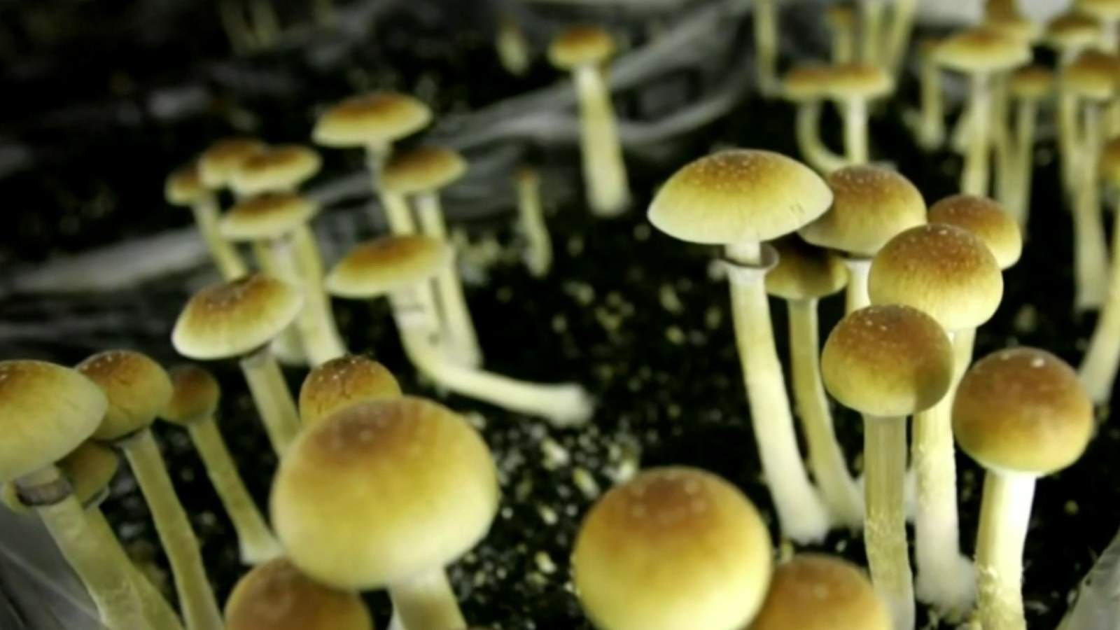 City Council votes to make psychedelic mushrooms legal in Ann Arbor