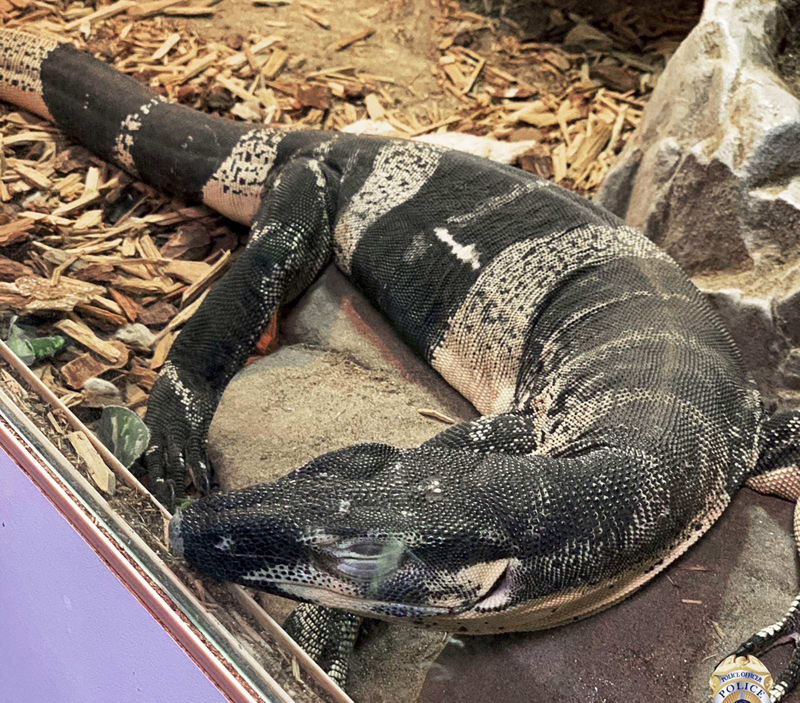 California police recover lizards stolen from reptile store