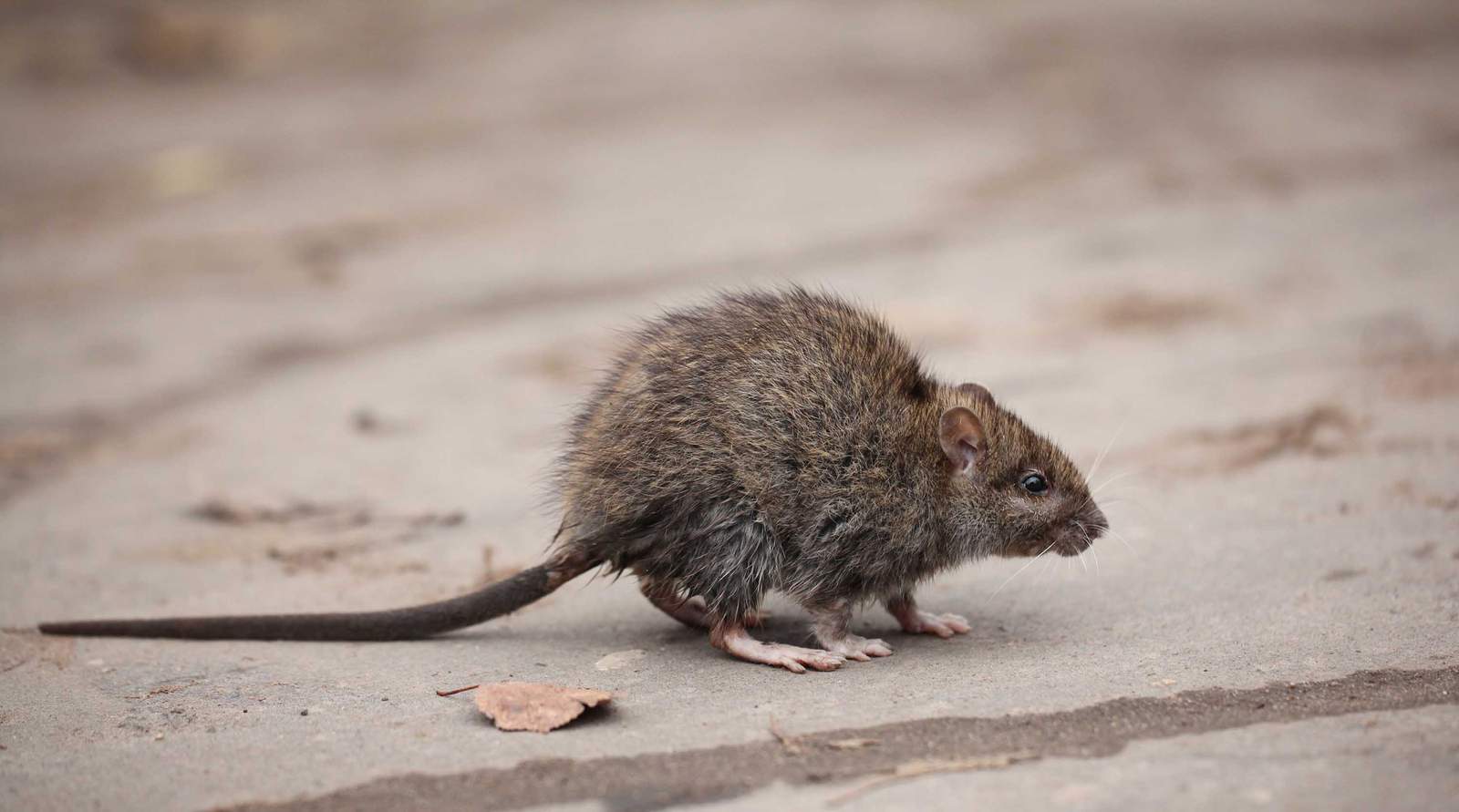 CDC warns of unusual or aggressive rodents hunting for food amid COVID-19