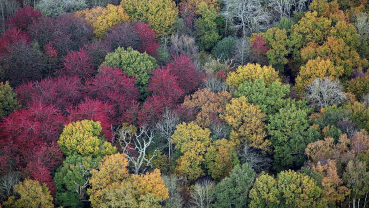When will fall colors peak in Michigan in 2020?