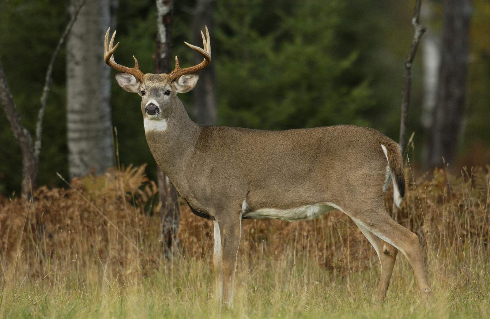 Michigan’s firearm deer hunting season begins Sunday