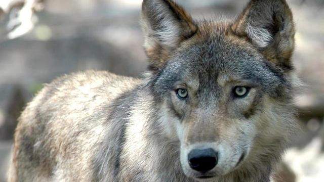 US wildlife officials aim to remove wolf protections in 2020