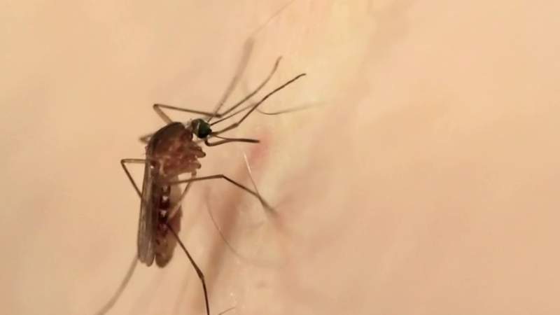 Reminder: Ticks, mosquitoes abundant this summer in Michigan