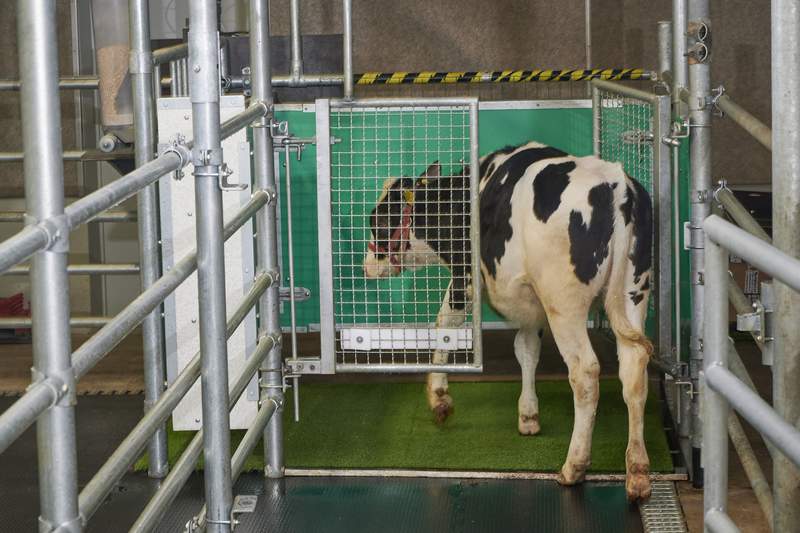No bull: Scientists potty train cows to use 'MooLoo'