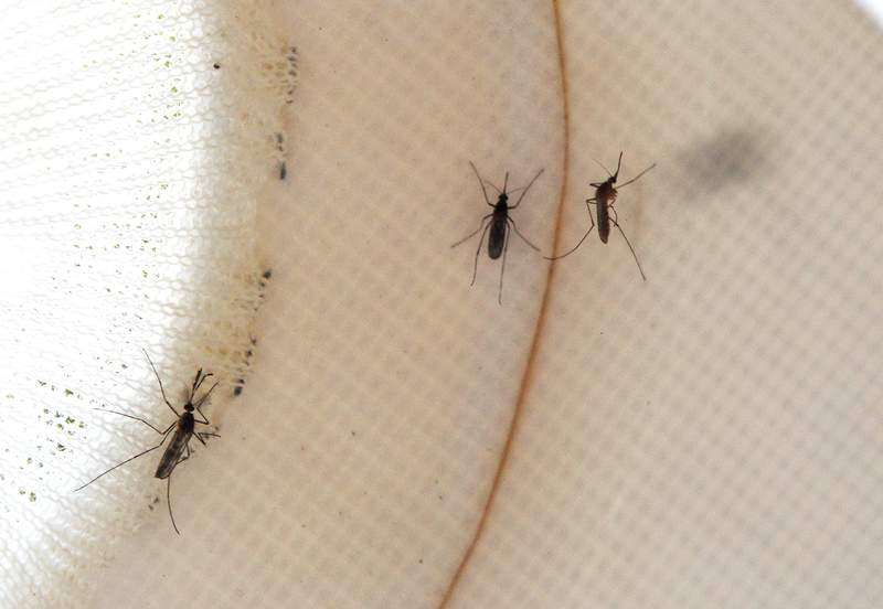 First West Nile virus cases of 2021 detected in Metro Detroit