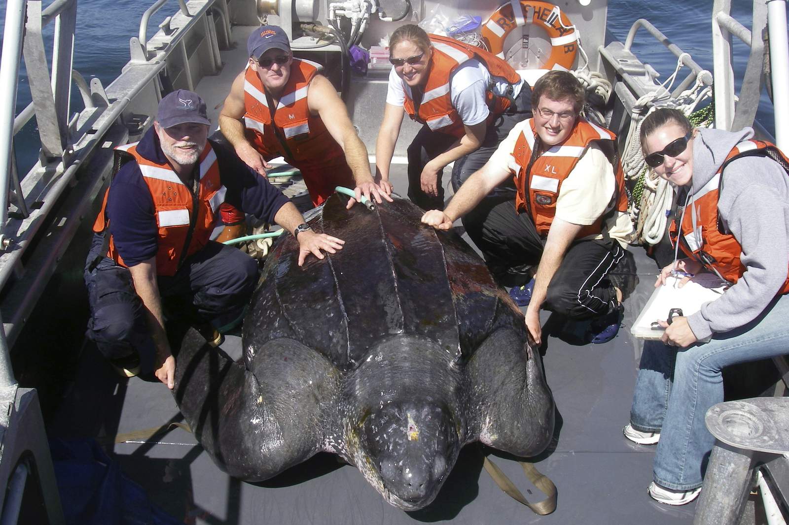 Steep decline in giant sea turtles seen off US West Coast