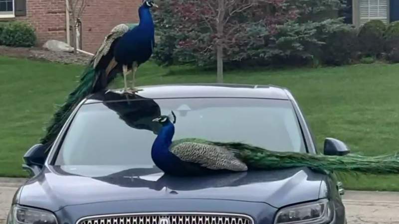2 peacocks found dead in Rochester Hills subdivision; deputies investigating