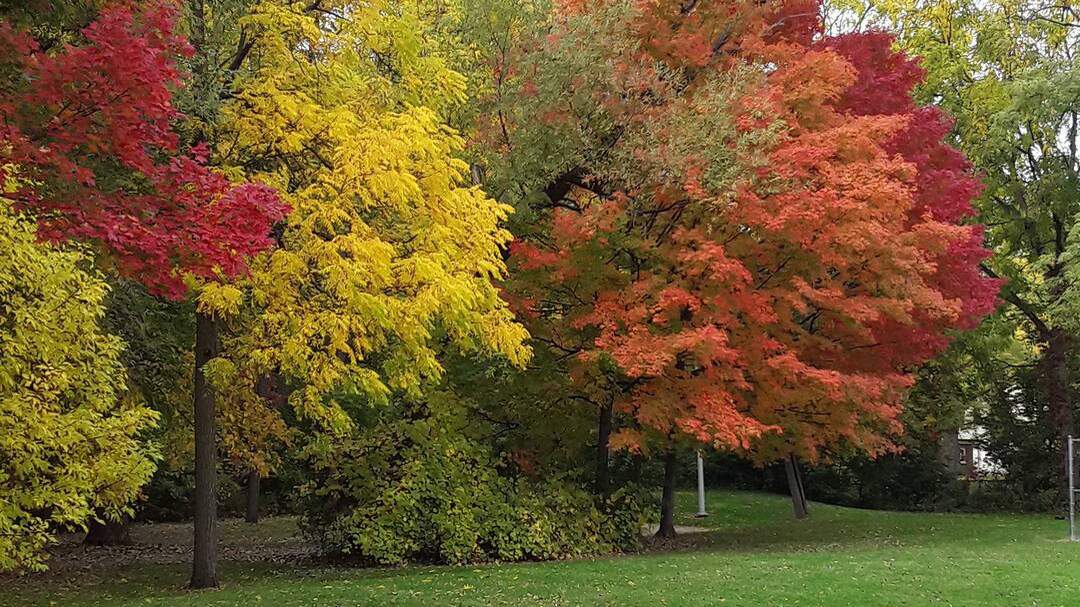 Share your Michigan fall colors photos/videos right here