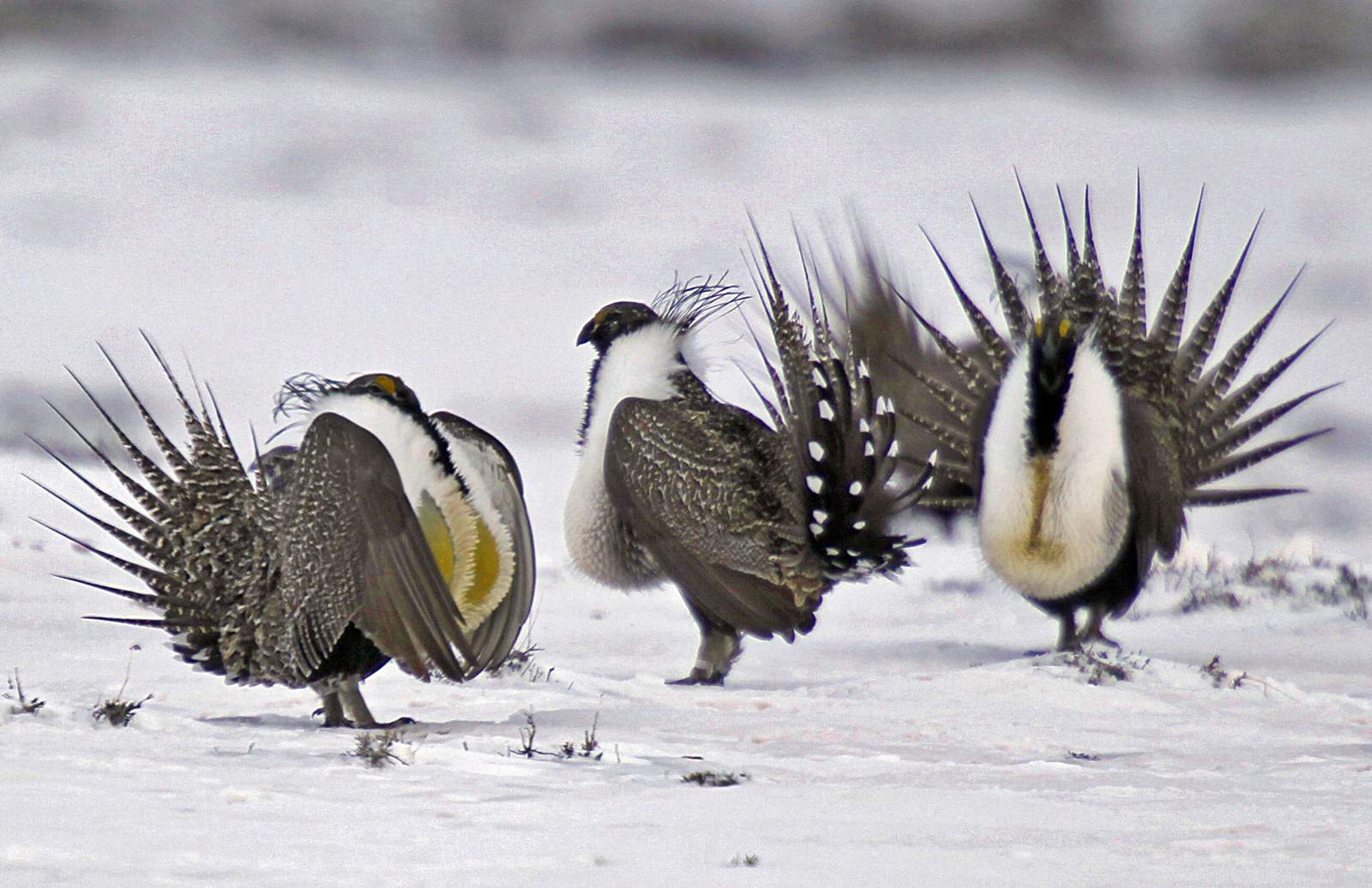 Sage grouse review done, but scant time for Trump's changes