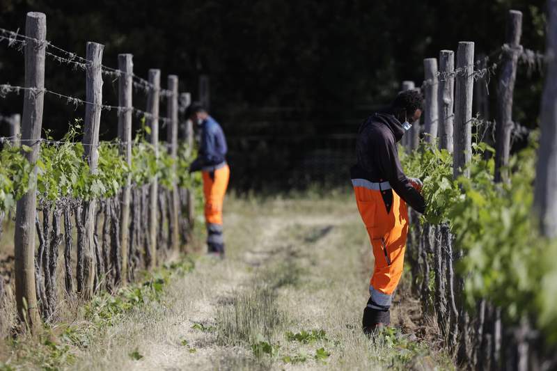 Asylum-seekers help produce Italy's famous Brunello wine