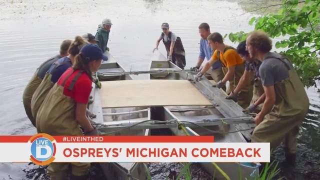 Live in the D: Ospreys’ make a comeback in Michigan