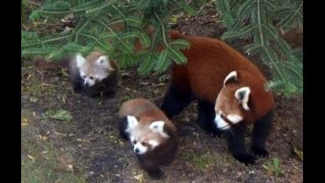 From our archives: Detroit Zoo red panda cubs come out of hiding
