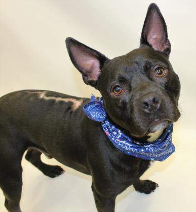 All 4 Pets: Adopt Gus the Pitbull Terrier Mix