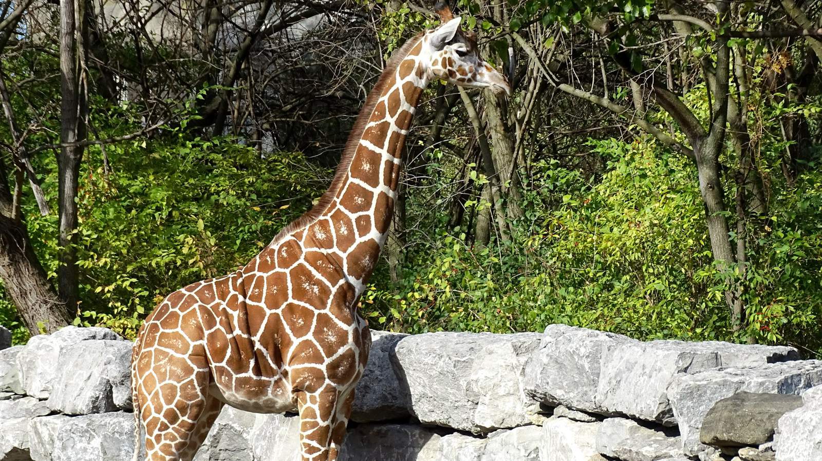 Detroit Zoo welcomes 2-year-old giraffe named Zara to the herd