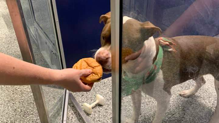 Shelter dogs receive special Christmas meals thanks to Macomb County restaurant