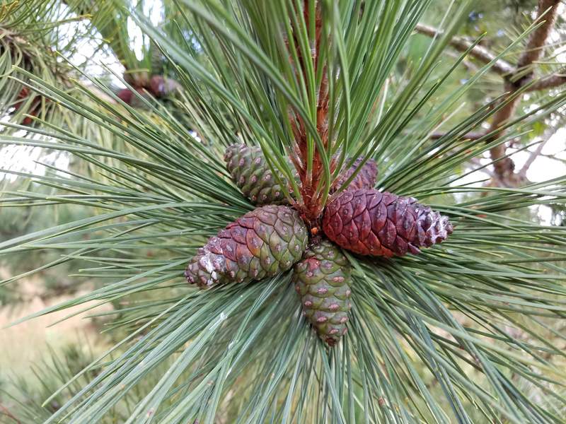 Michigan DNR offers $75 for bushel of pine cones in September: How it works
