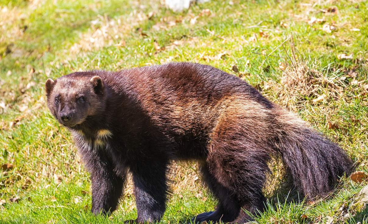 Did wolverines ever live in Michigan?