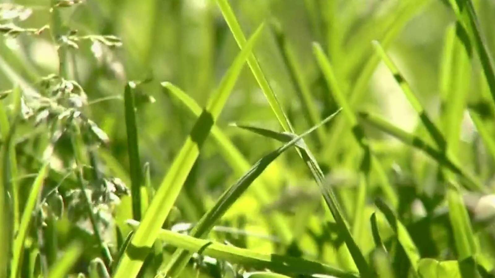 Metro Detroit landscaping company offers to mow lawns free for health care workers