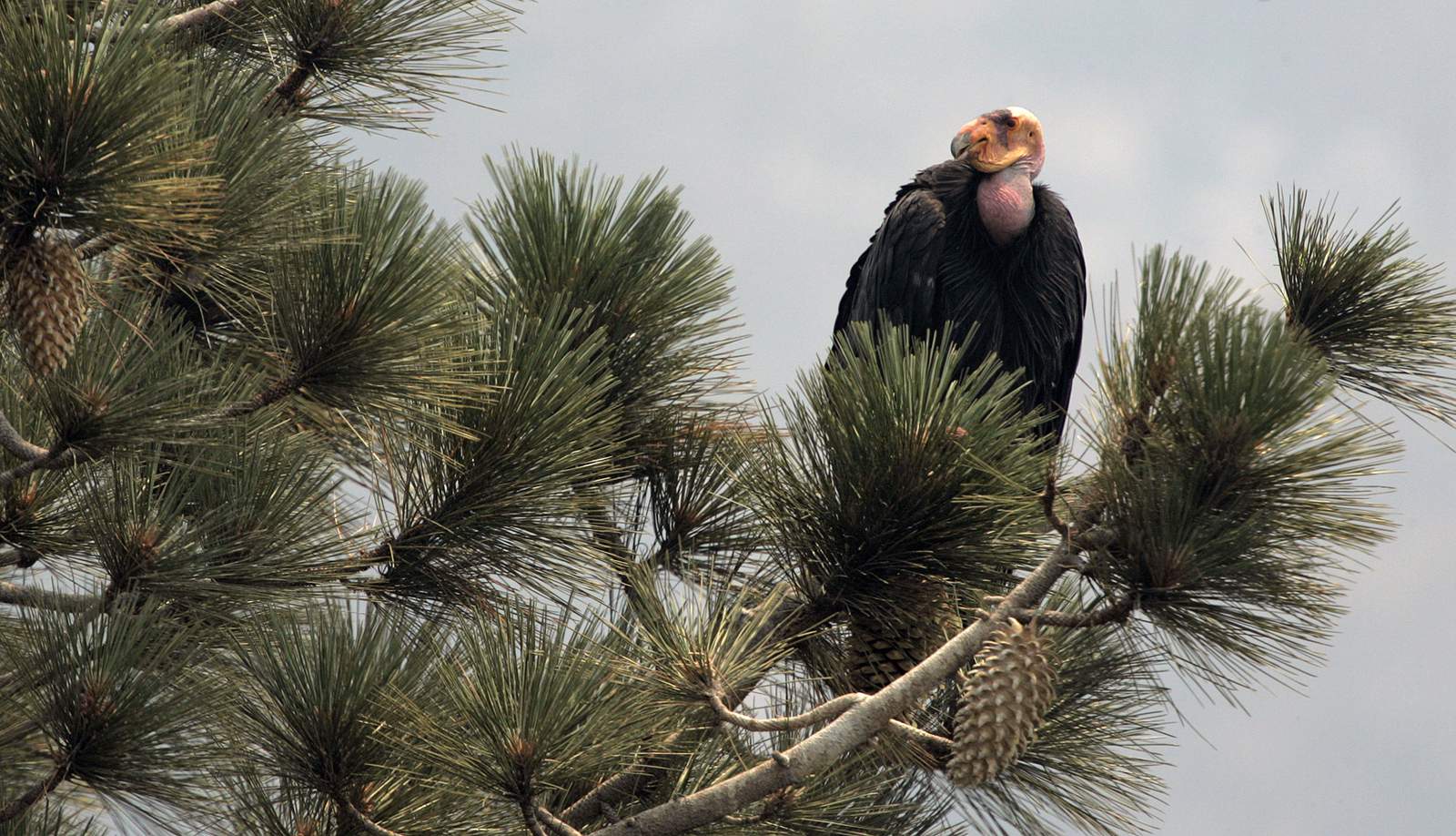 Fate of California condors unknown after sanctuary burns