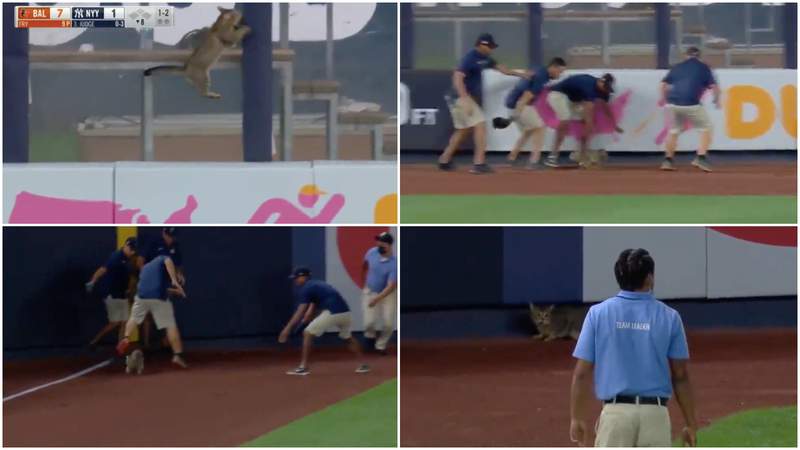 New York Yankees workers had no chance to catch this leaping, juking cat that ran on the field