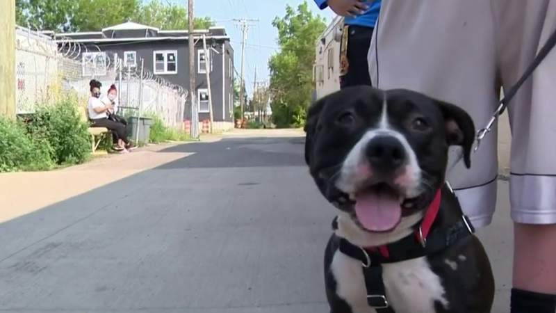 Detroit Animal care and Control hosts ‘Dog Days of Summer’ adoption event