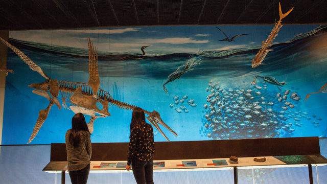 University Of Michigan Museum Of Natural History To Debut New Exhibits In November