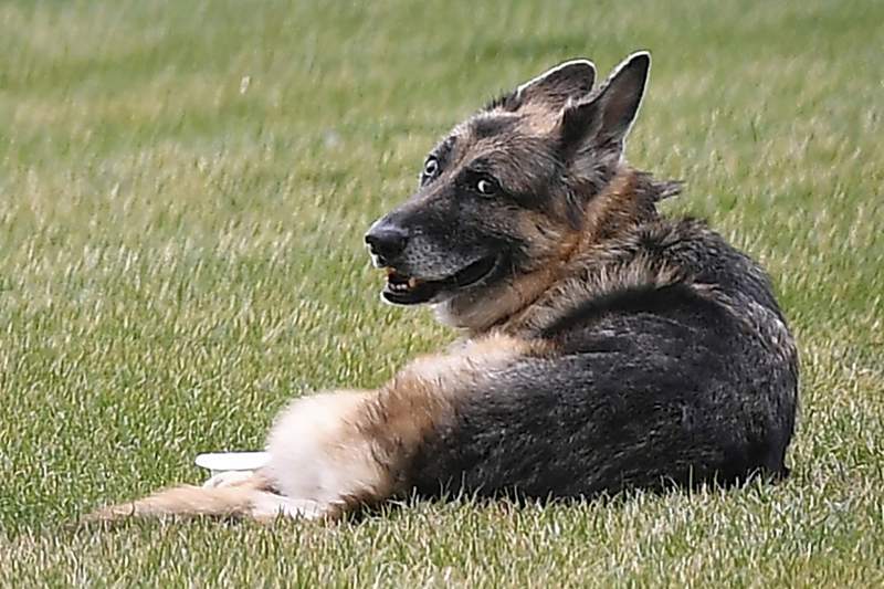 Bidens' older dog, Champ, has died; German shepherd was 13