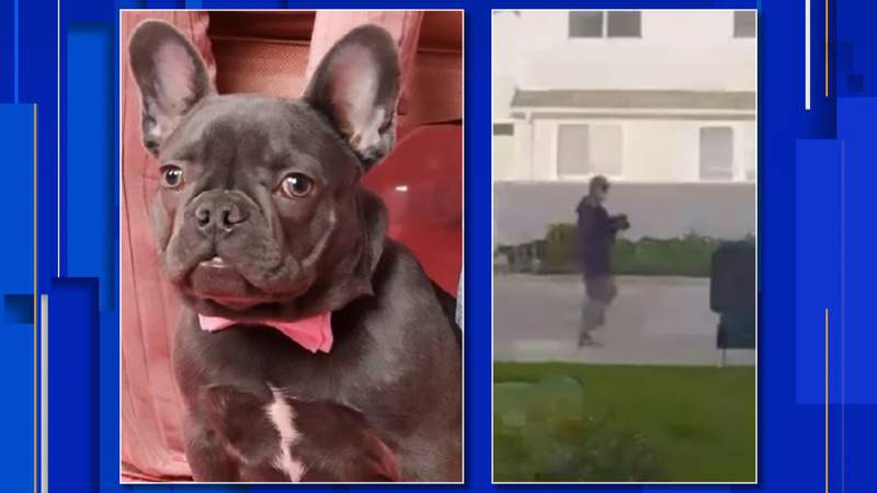 Royal Oak police search for stolen dog