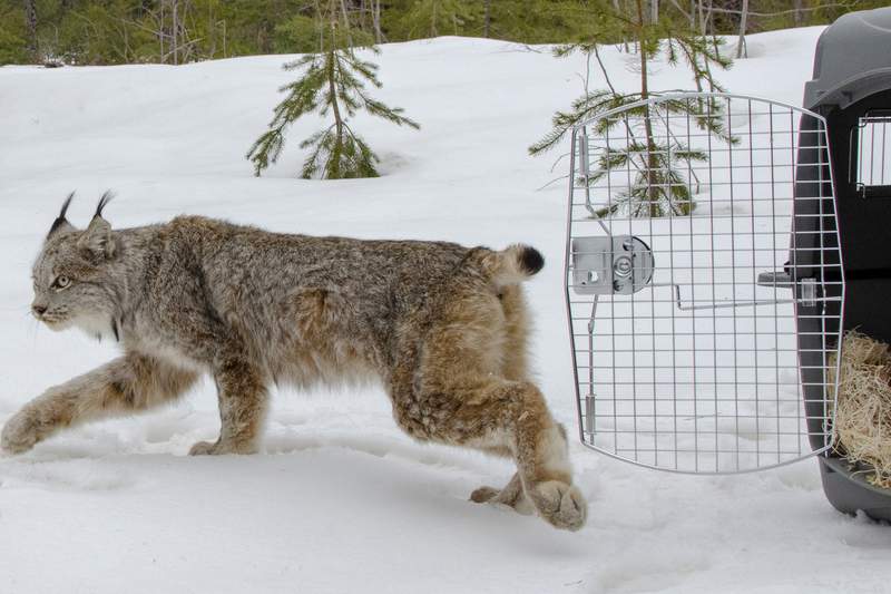 Canada lynx to keep species protections under legal deal