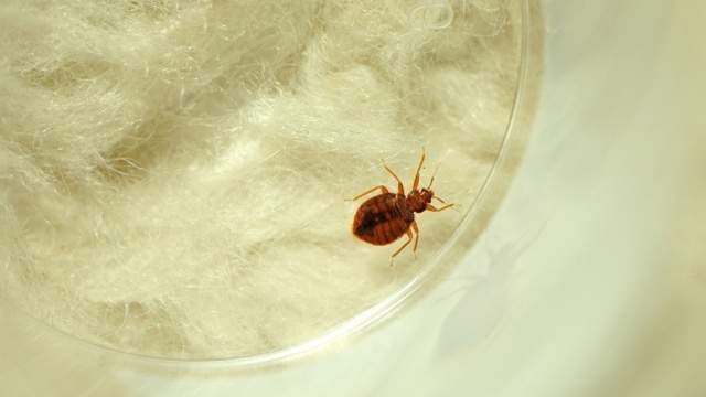 4 Michigan cities rank among worst for bed bugs in 2019