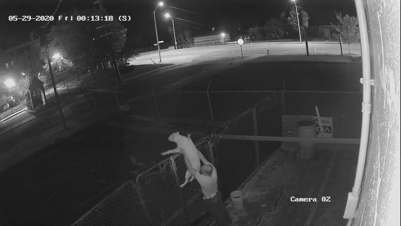 Detroit police are looking for man who stole dog on citys east side
