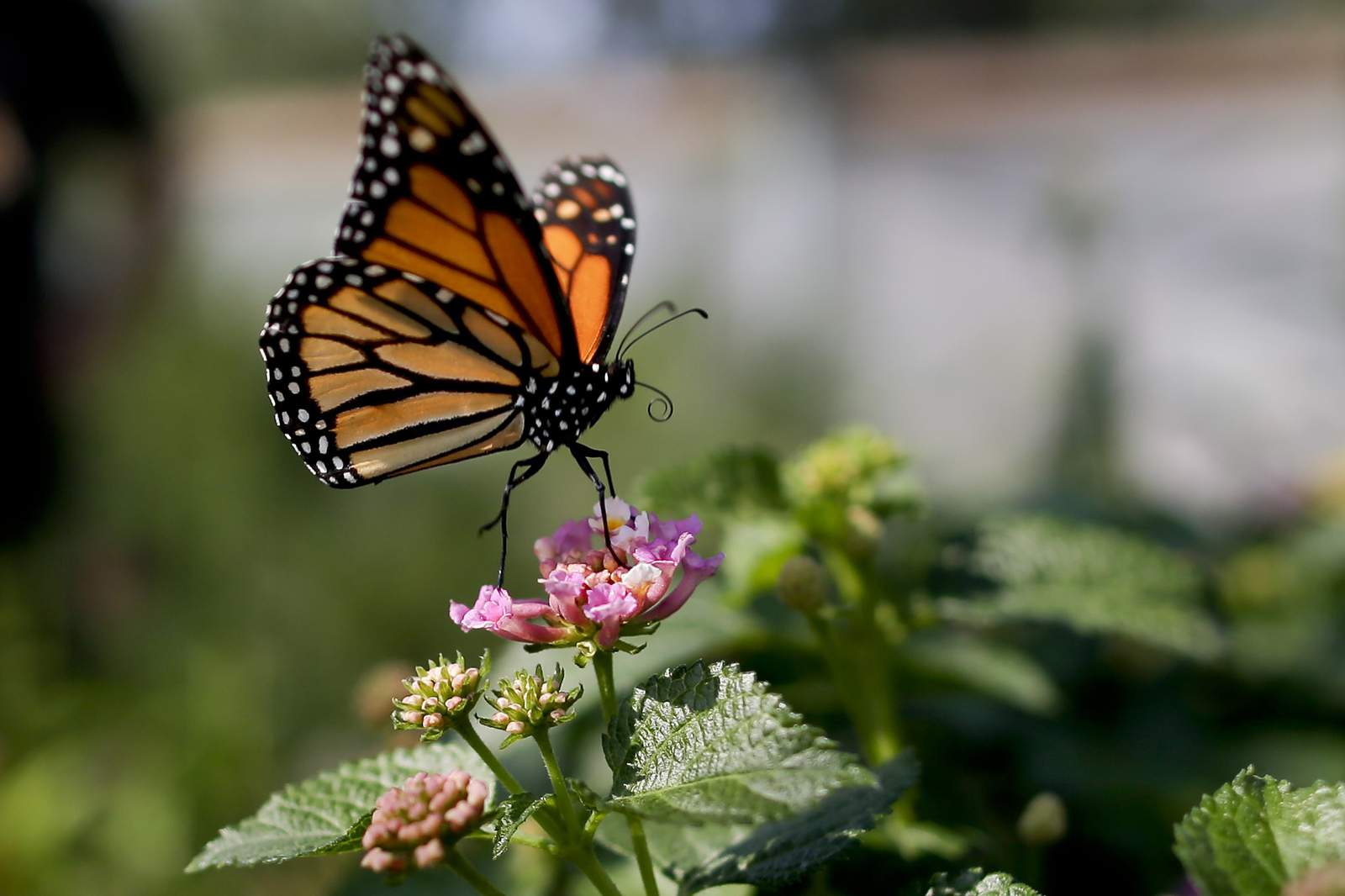Leslie Science and Nature Center to host virtual Monarch Migration Festival
