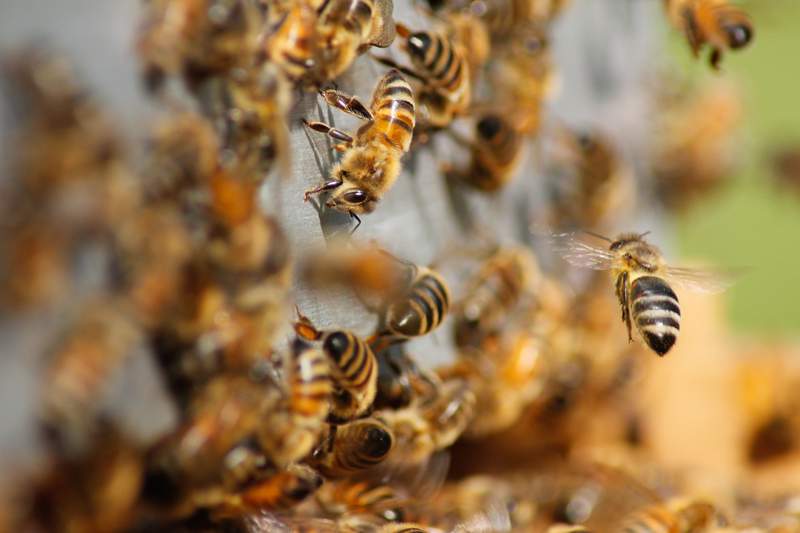 Michigan truck hauling bee hives crashes, unleashing swarm