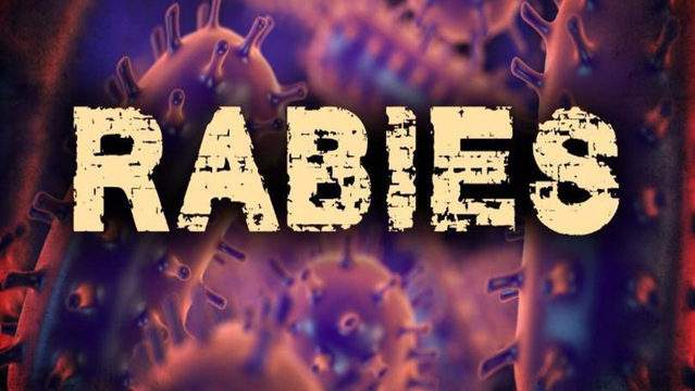 Birmingham cat confirmed to have rabies virus