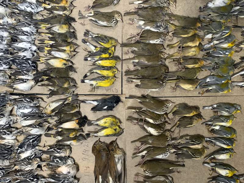 Hundreds of migrating songbirds crash into NYC skyscrapers