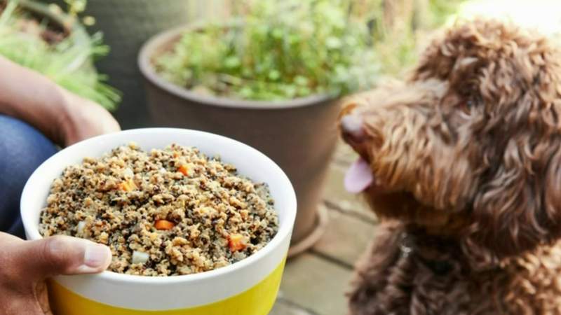 Dog dad creates business to deliver fresh pet food