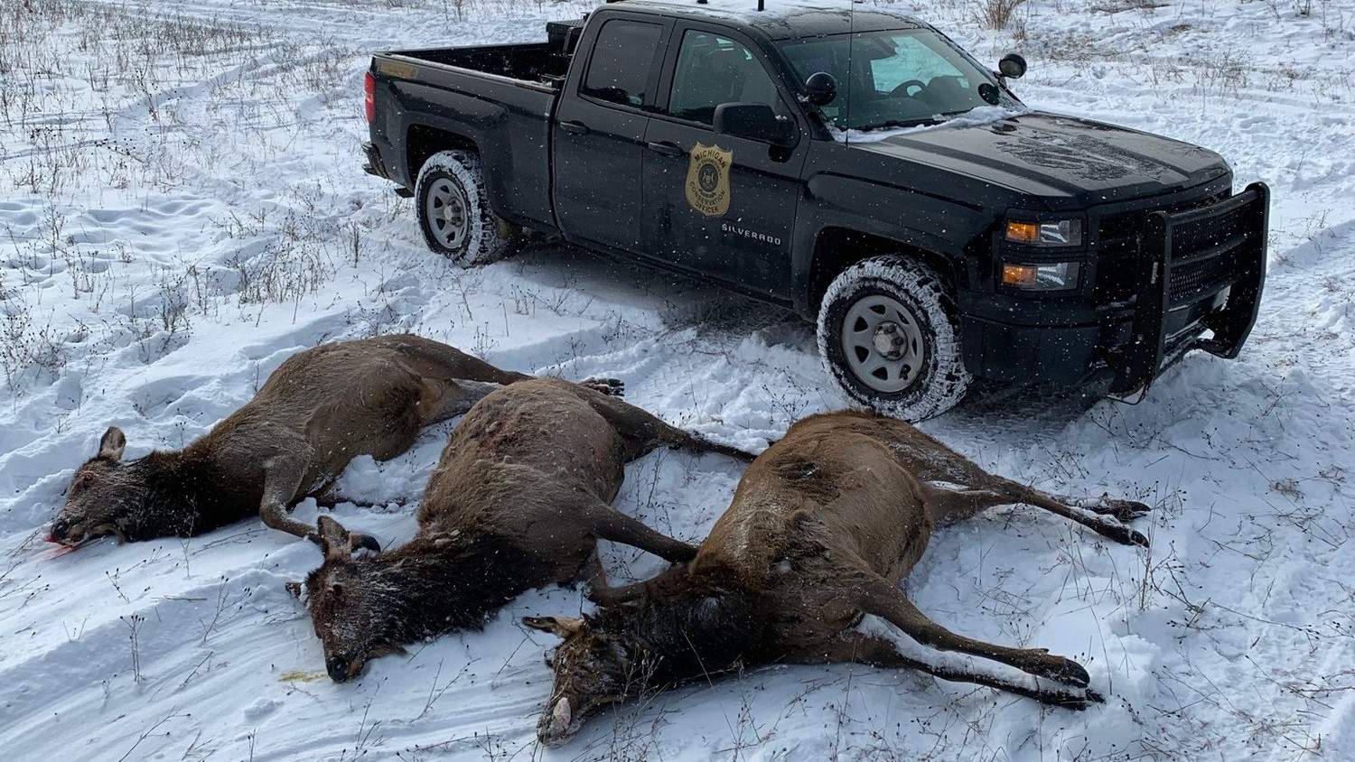3 Northern Michigan men arraigned in 2019 Pigeon River Country elk poaching case