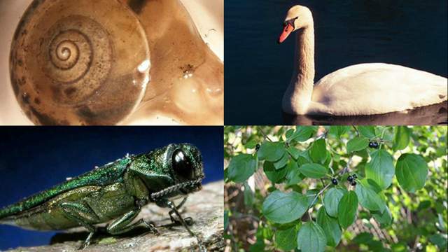 11 invasive species to watch out for in Michigan