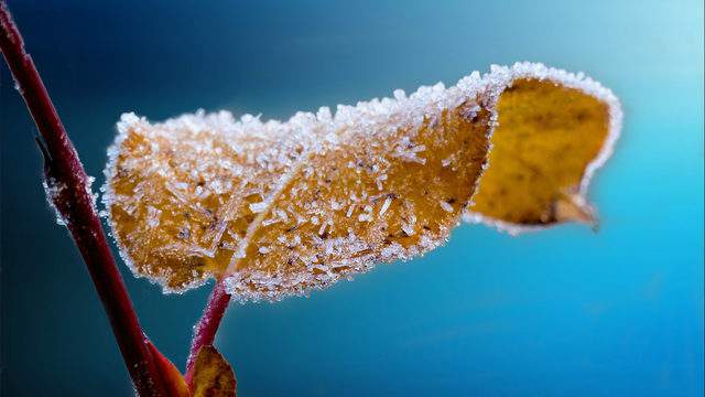 Freeze warning issued for all of Southeast Michigan until 8 a.m. Friday
