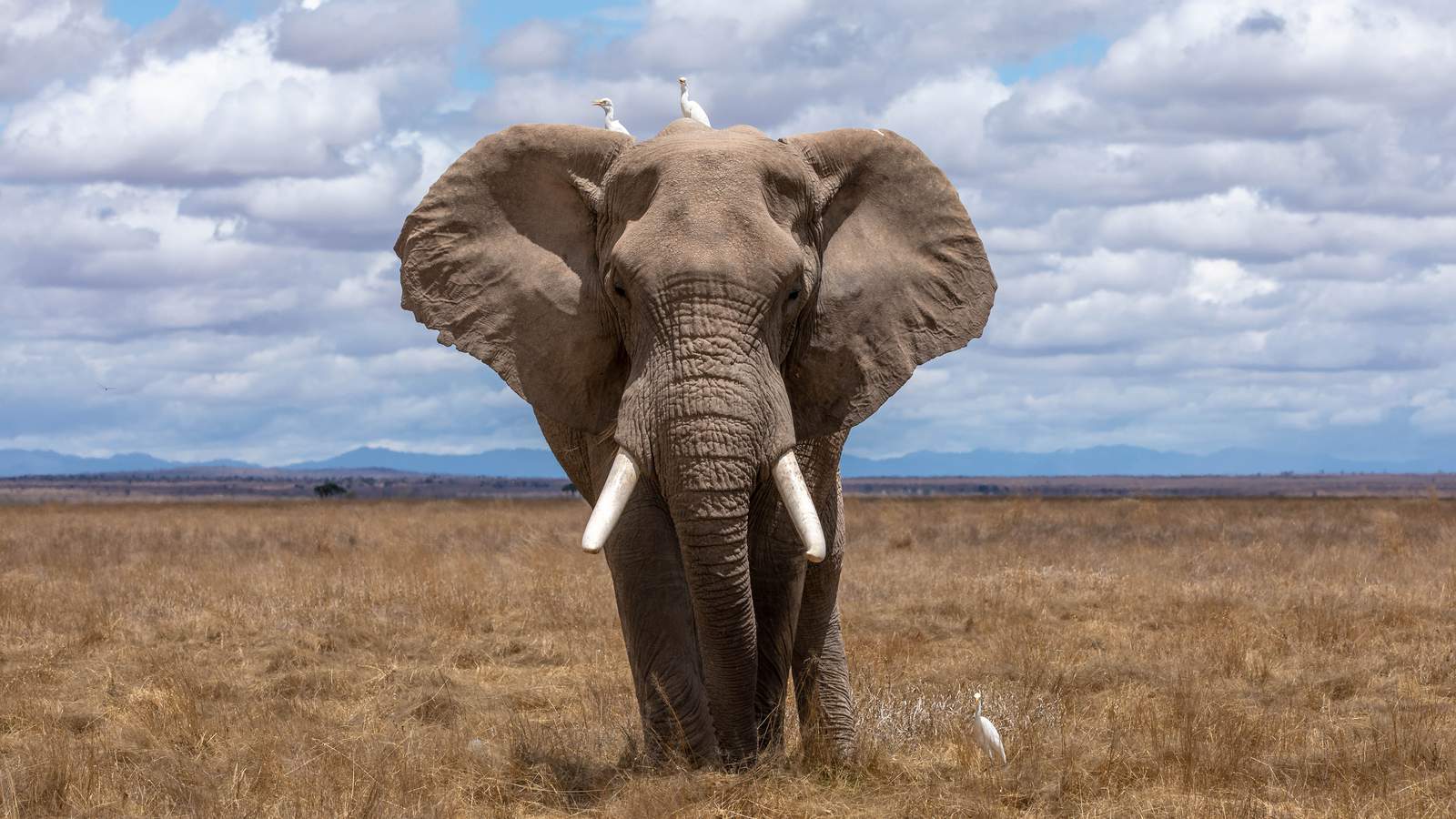 Zimbabwe investigates mysterious deaths of 11 elephants