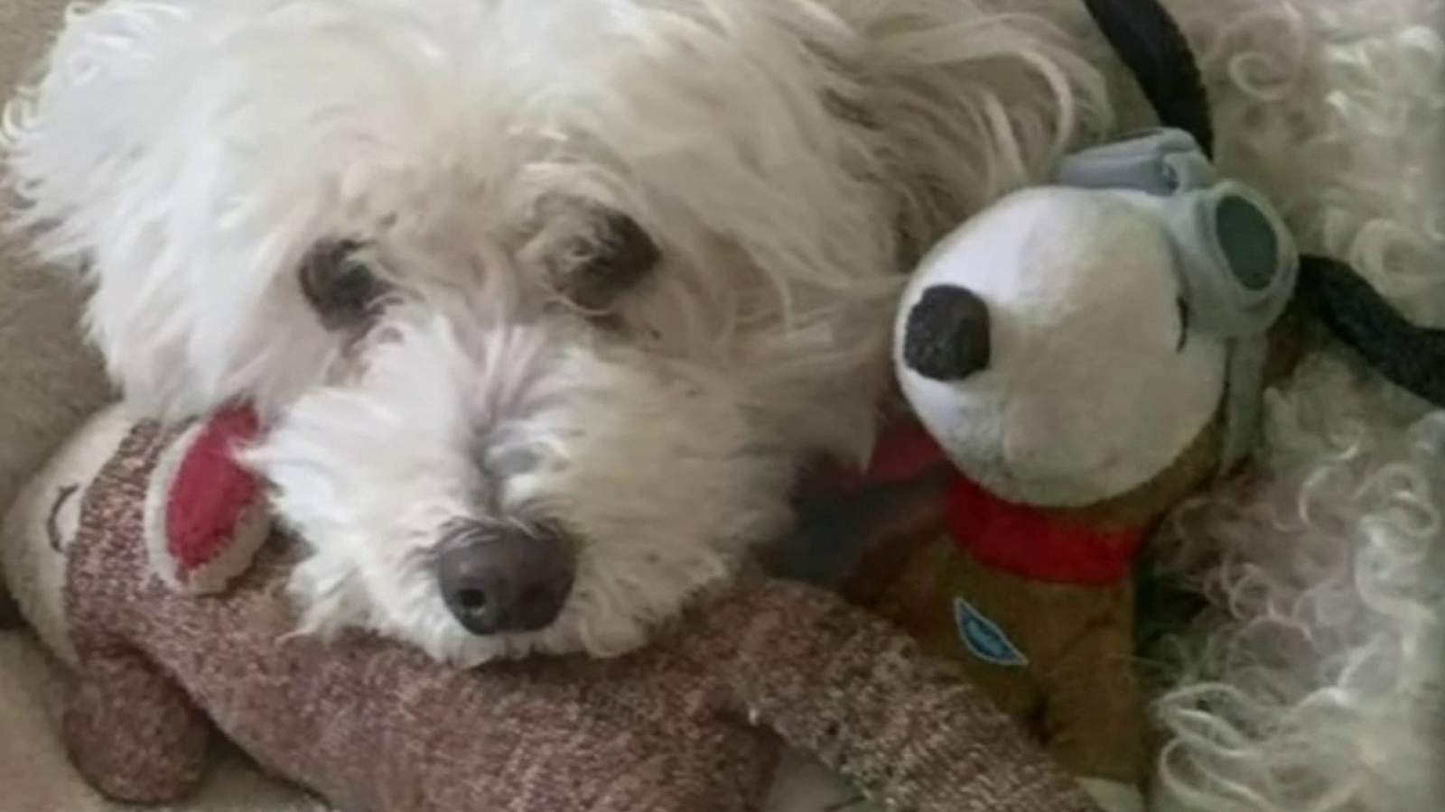 Troy family concerned after dog ingests rat poison