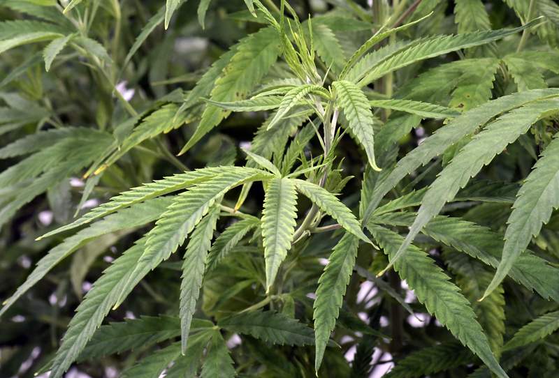 Michigan bills look to tighten the definition of marijuana