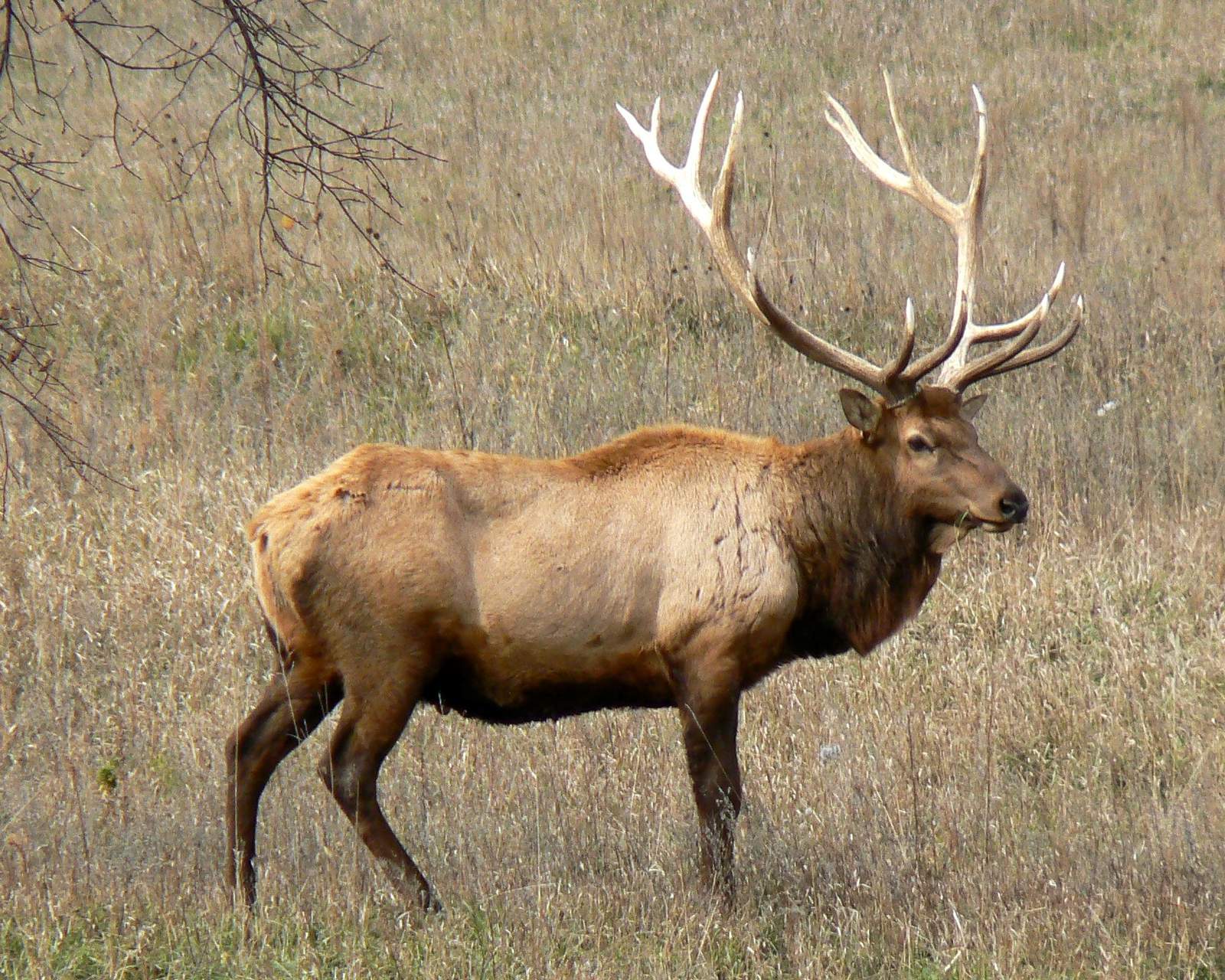 Man faces charges after elk poached in Michigan forest
