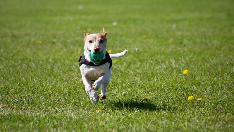Portion of Swift Run Dog Park in Ann Arbor closed for 12-month maintenance