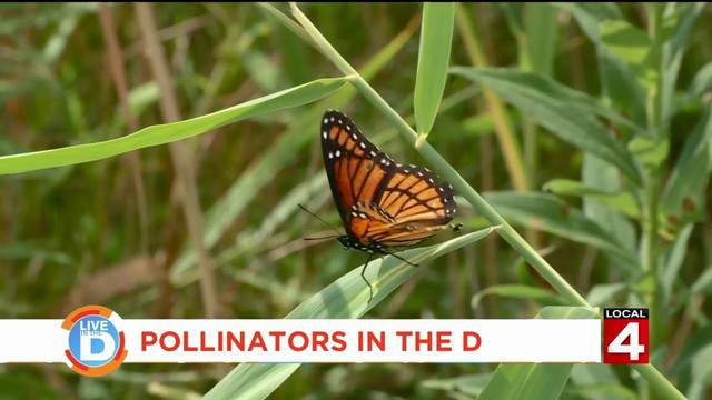 Michigan Wildlife Council tells us why you should appreciate certain insects
